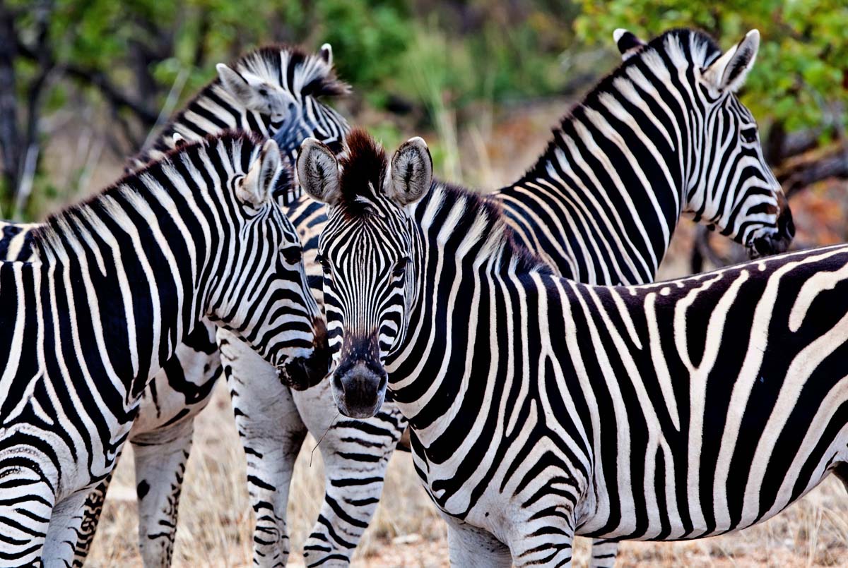 Travel to Kazuma Pan for a Zimbabwe Luxury Safari